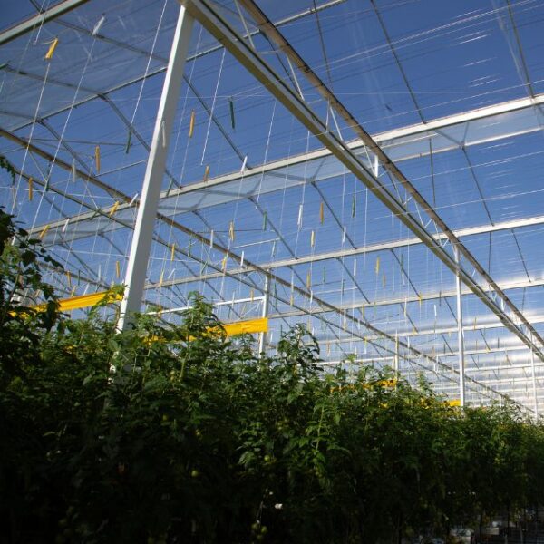 Productiekas in werking met zichtbaar de aluminium en stalen kasconstructie van Alcomij, ontworpen voor duurzame en efficiënte teelt.